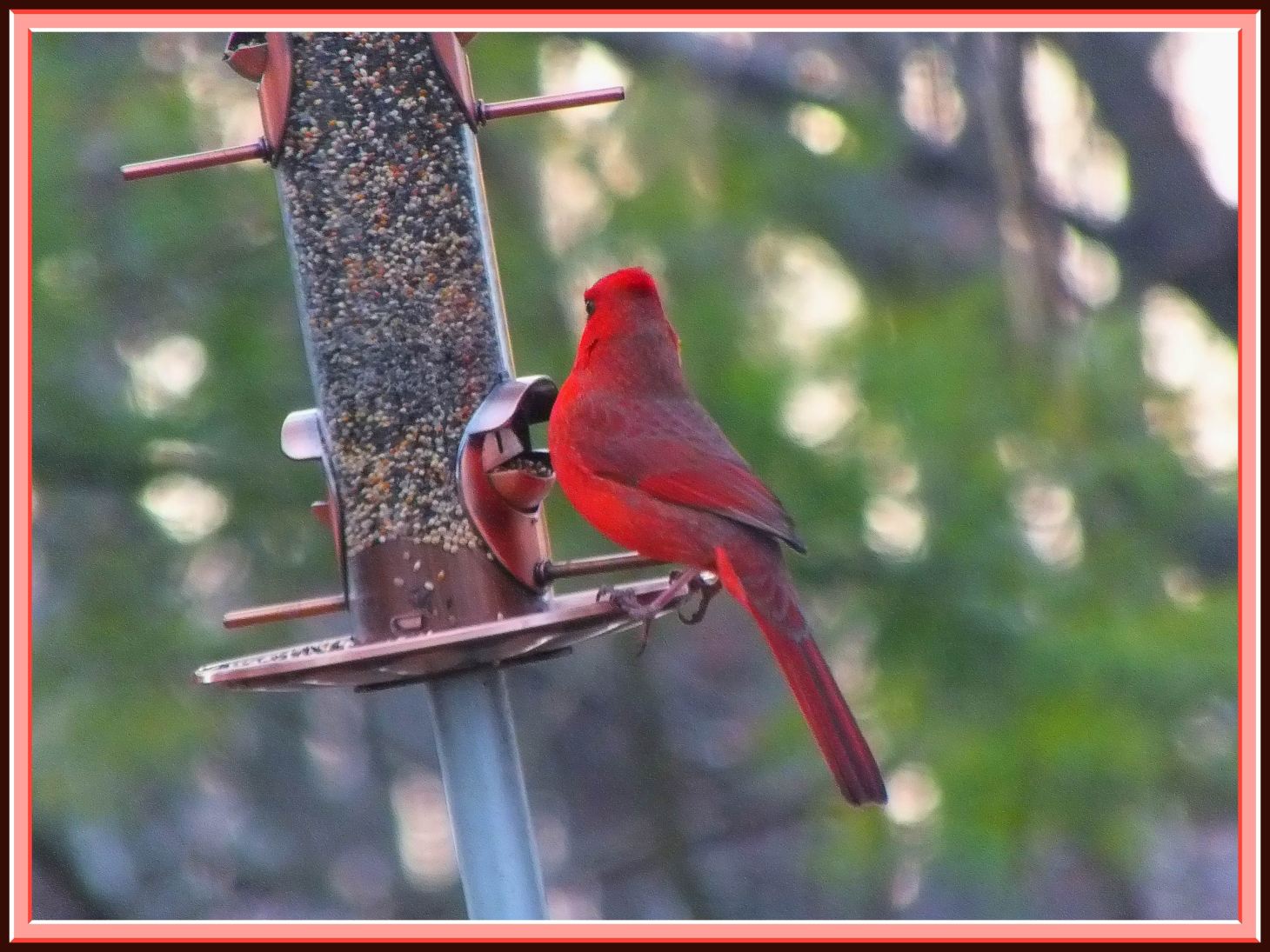 Red Cardinal. Photo by Thomas Peace c. 2016
