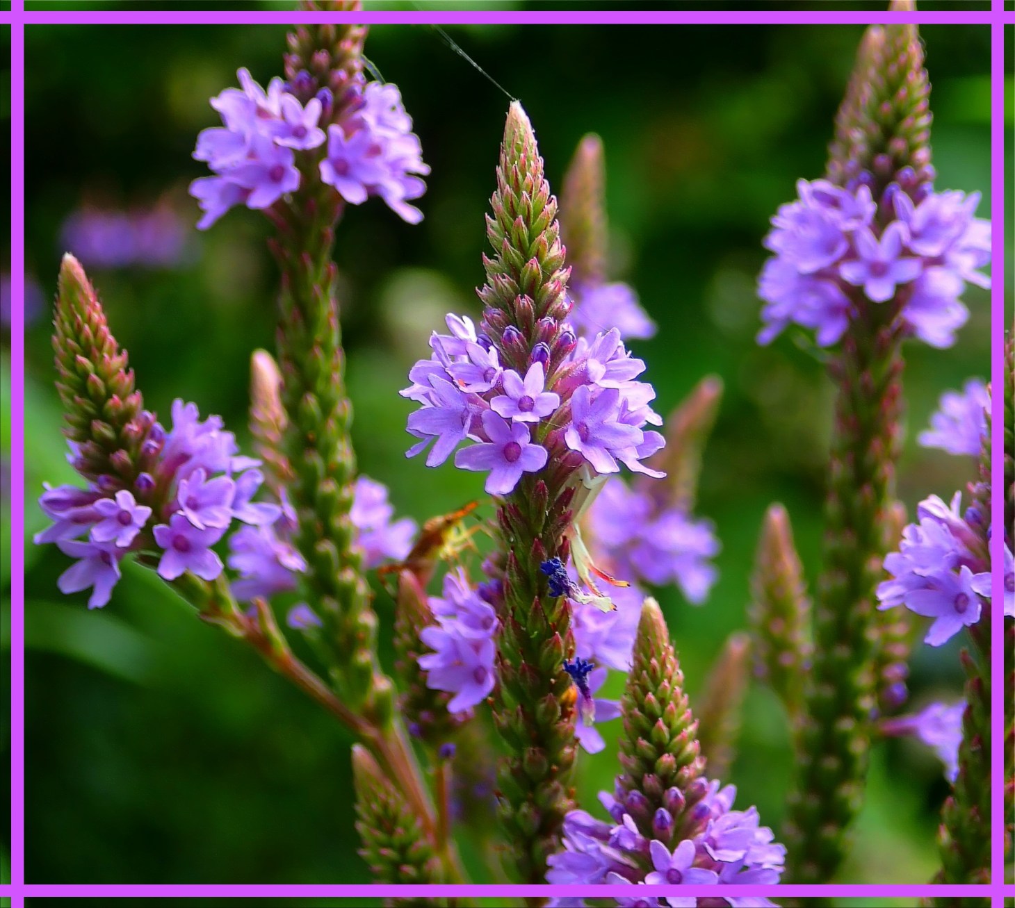 Window reflection flower with insect (1). Photo by Thomas Peace c. 2016