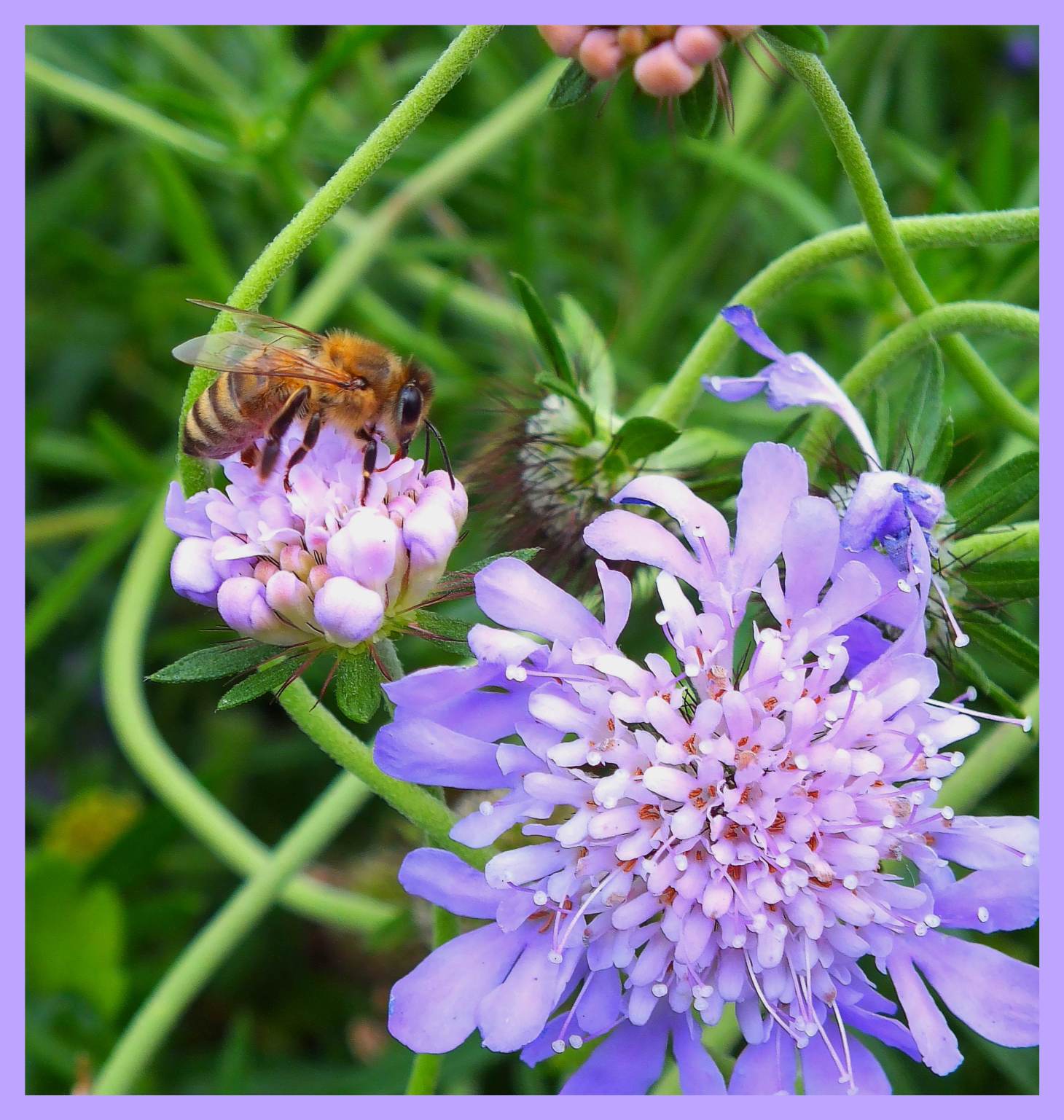 Beeing us. (1) Photo by Thomas Peace c. 2016