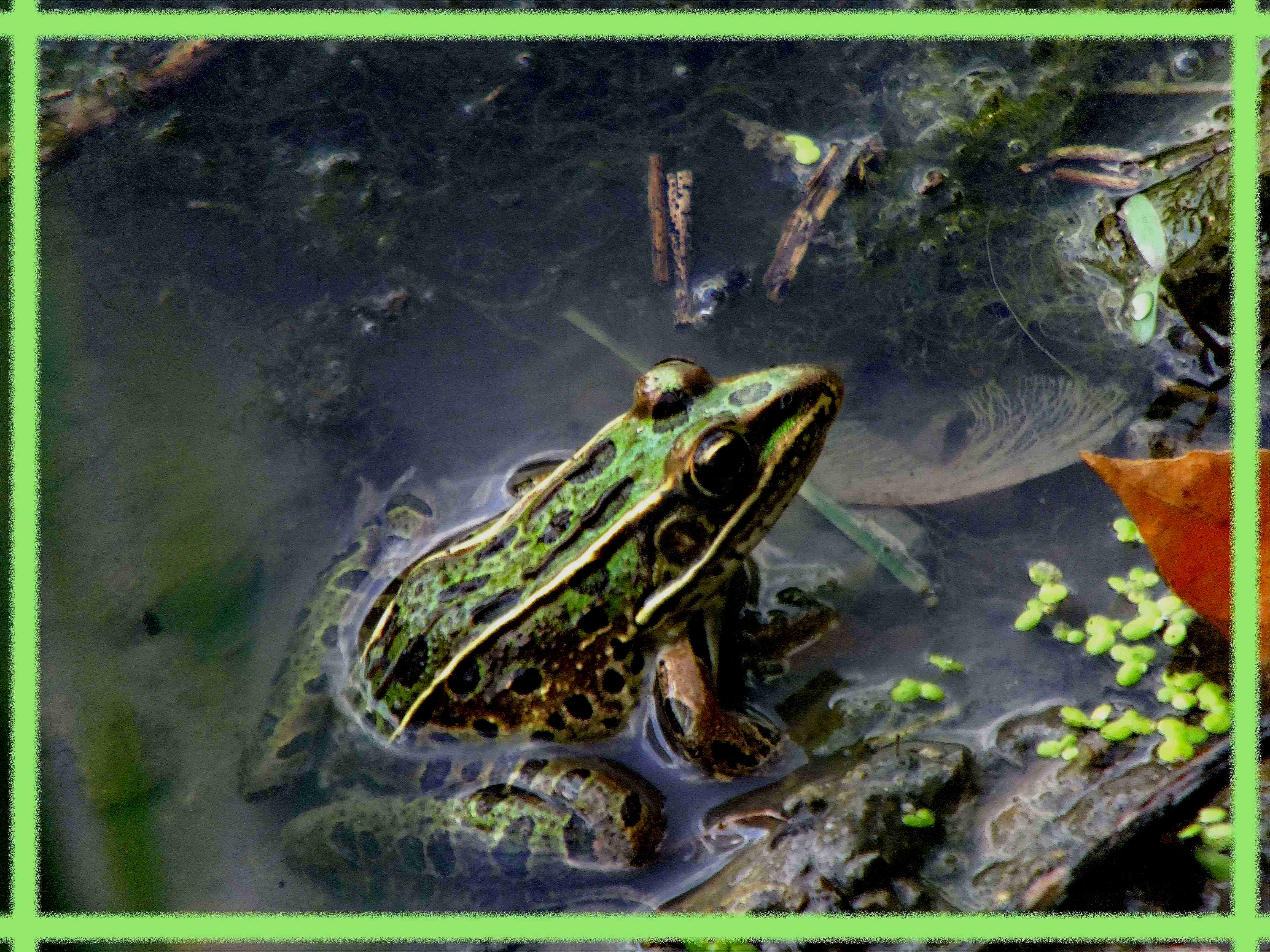 Froggie (1). Photo by Thomas Peace c. 2016