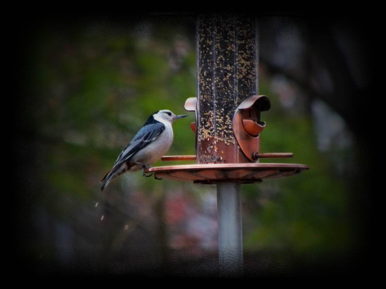 White-breasted Nuthatch. Photo by Thomas Peace c. 2016