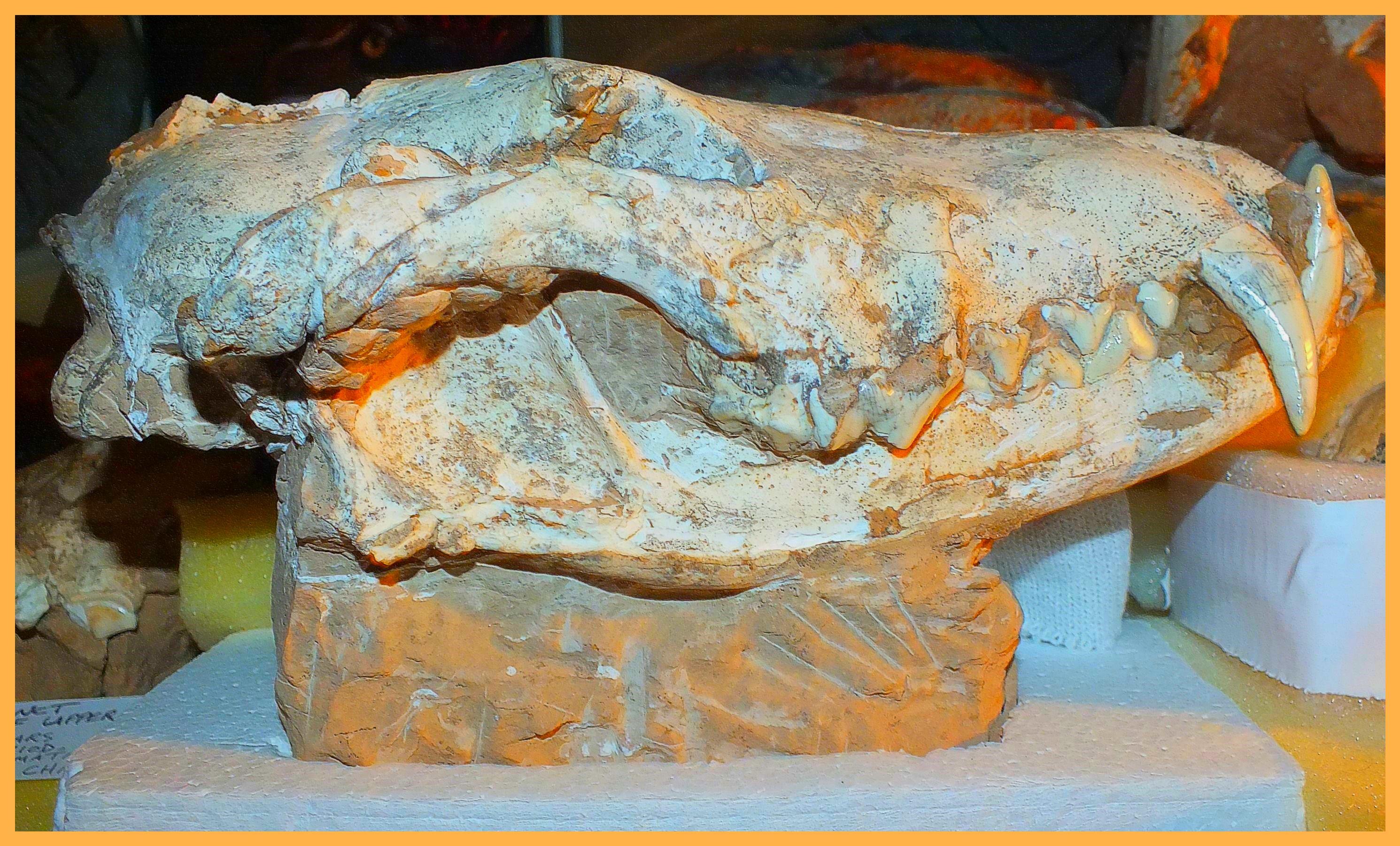 12 Million Year Old Fossil Wolf. Photo by Thomas Peace c. 2016