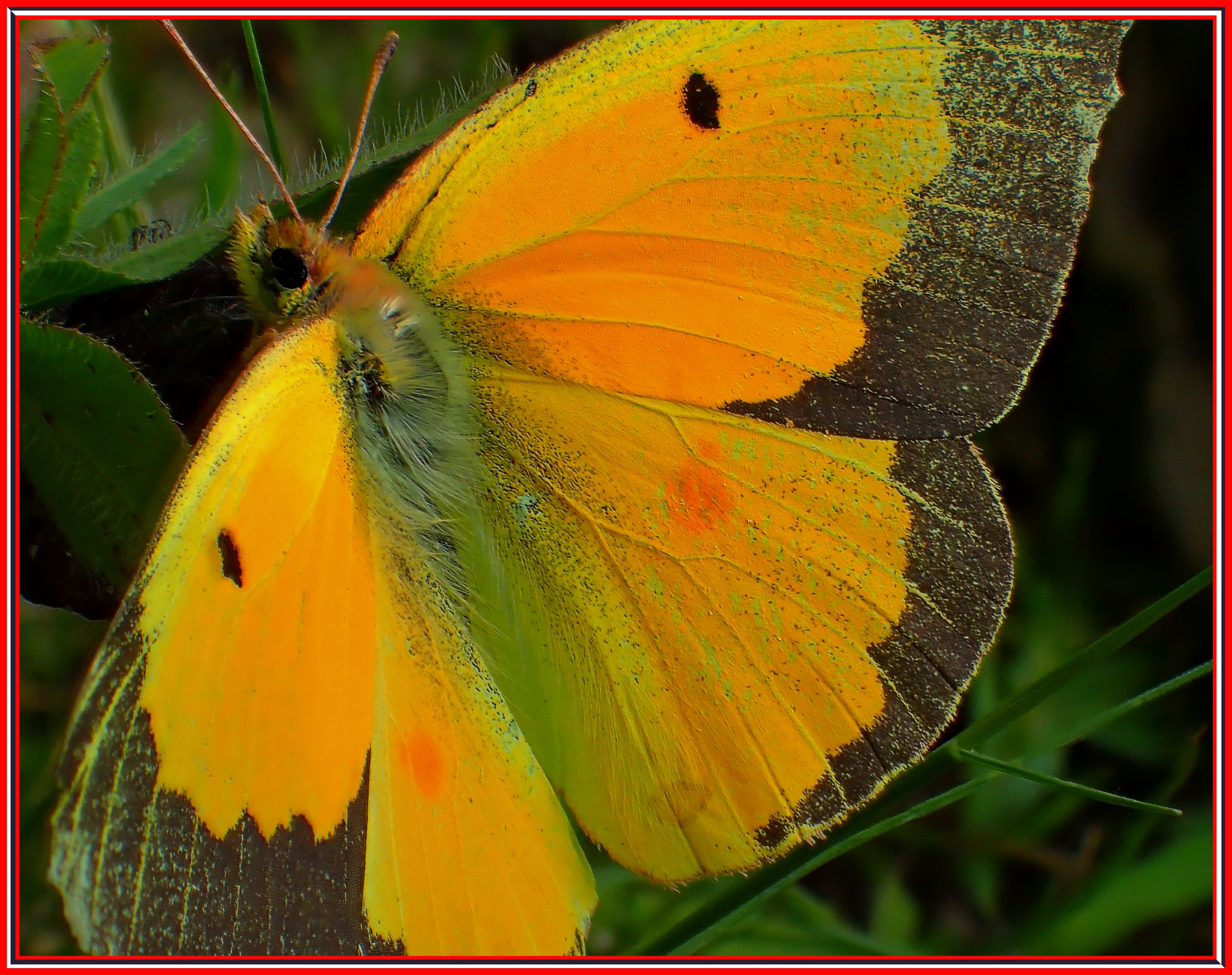 Sulphur. Photo by Thomas Peace c. 2016