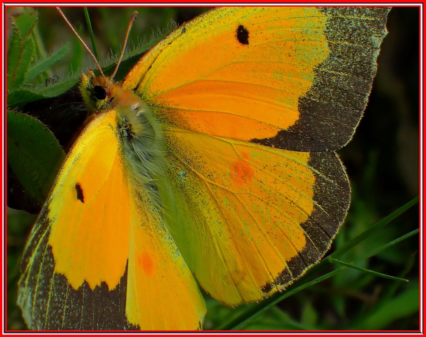 Sulphur. Photo by Thomas Peace c. 2016