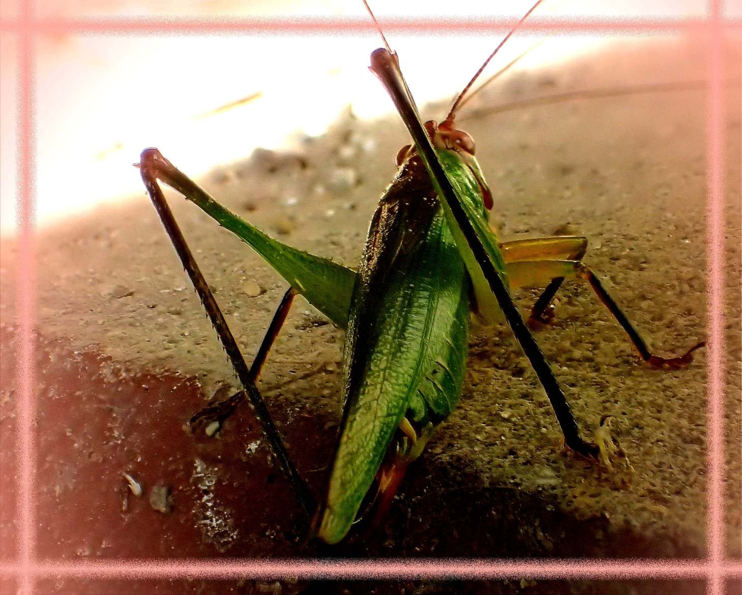 Limited Space (1) Photo by Thomas Peace c. 2016