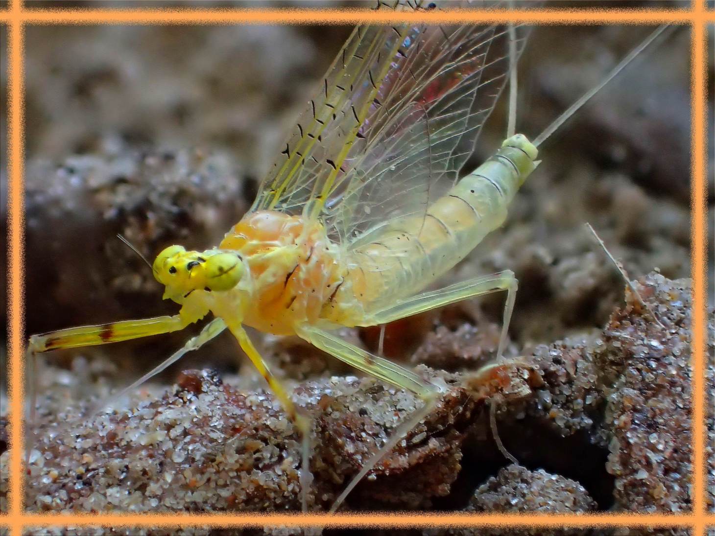 Clearly beautiful. Photo by Thomas Peace c. 2016