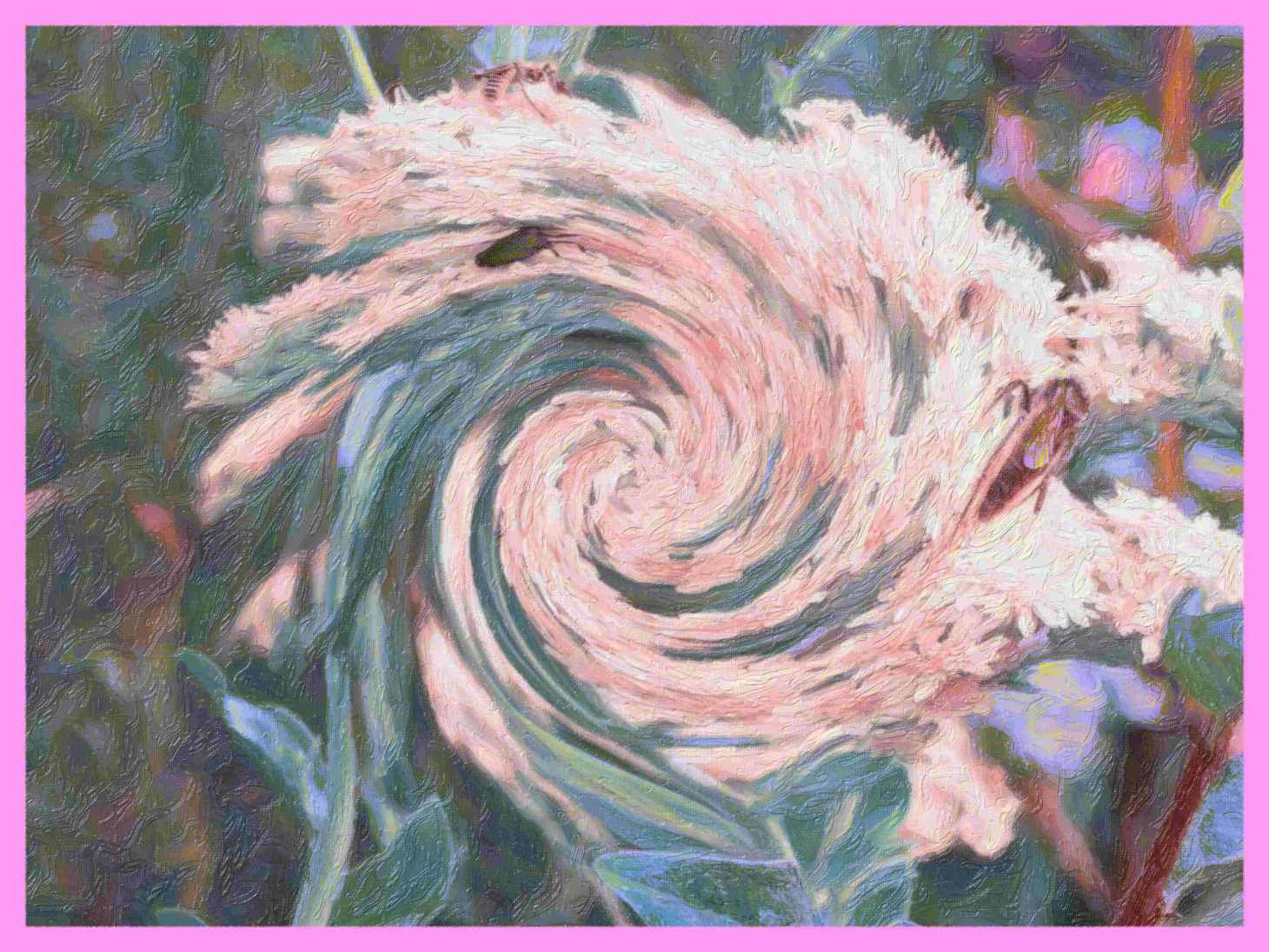 After the nectar. (2) Photo by Thomas Peace c.2016 