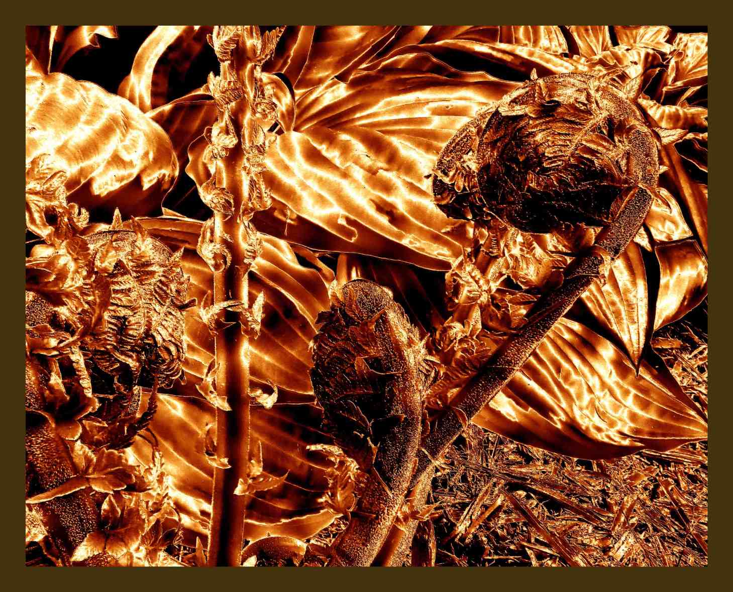 Unfurling (2) Photo by Thomas Peace c. 2016