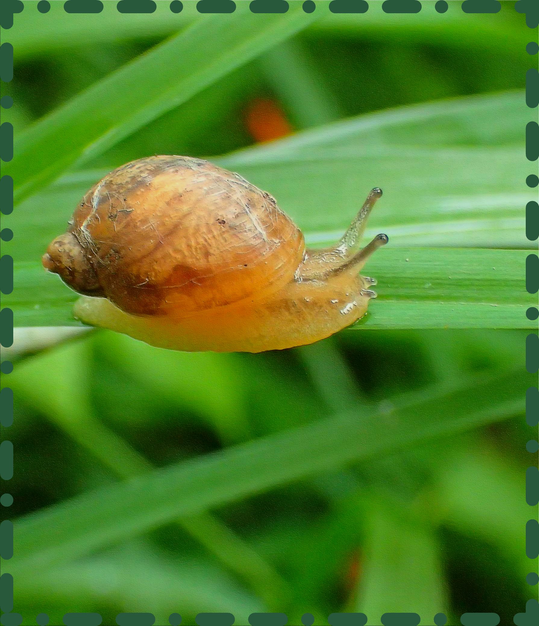 Feeling Slowly.(1)  Photo by Thomas Peace c. 2016