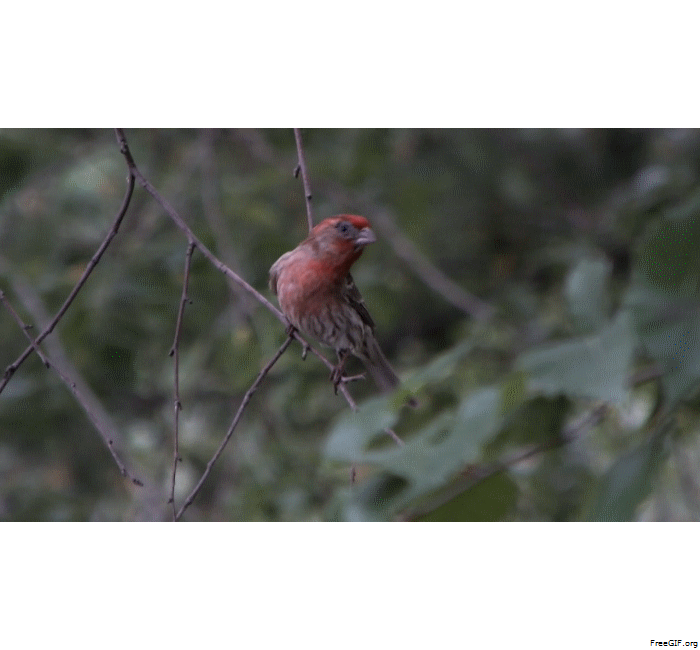 Redpoll Finch. Video by Thomas Peace c. 2016