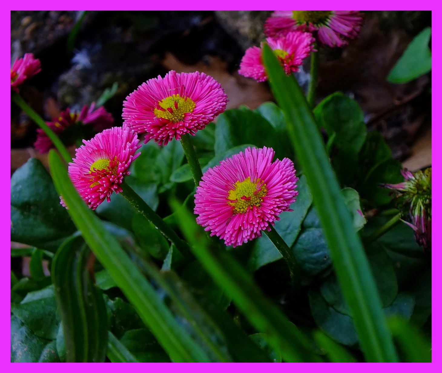 Bellis Perennial. (1) Photo by Thomas Peace c. 2016