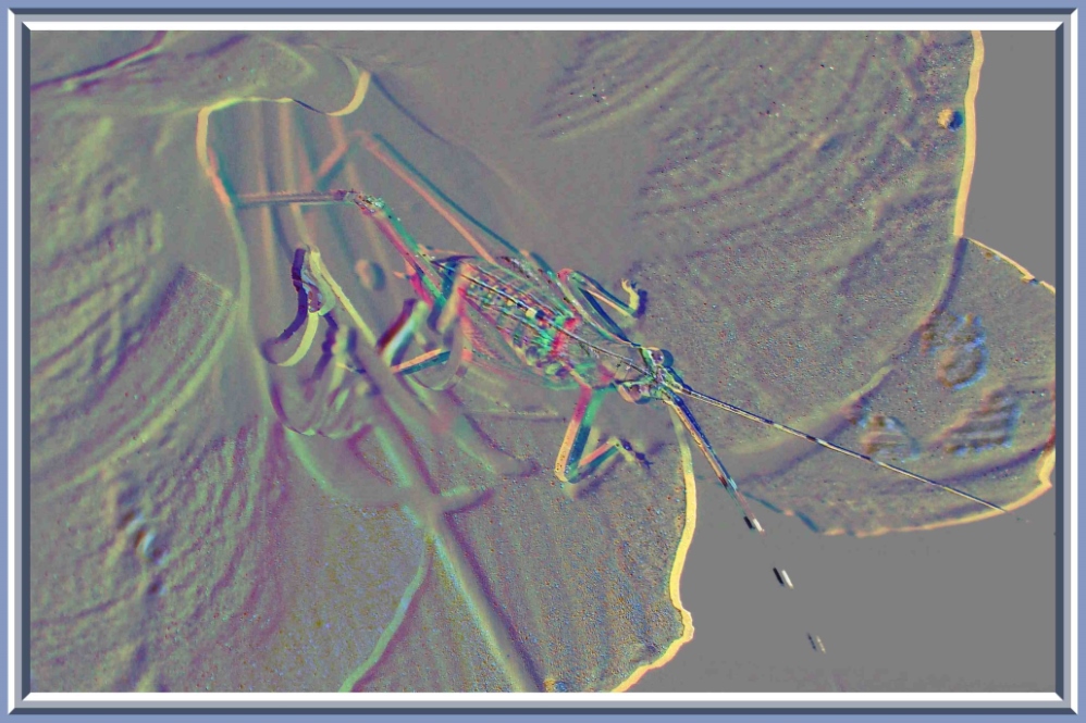 It's OK to be eating our day-lilies! (2) Photo by Thomas Peace c. 2016