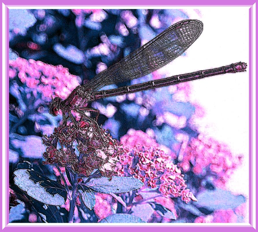 Damsel in distress (2) Photo by Thomas Peace c. 2016