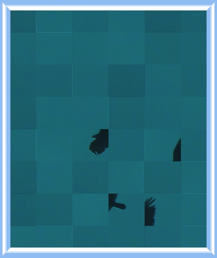 In flight (2). Photo by Thomas Peace c. 2016 