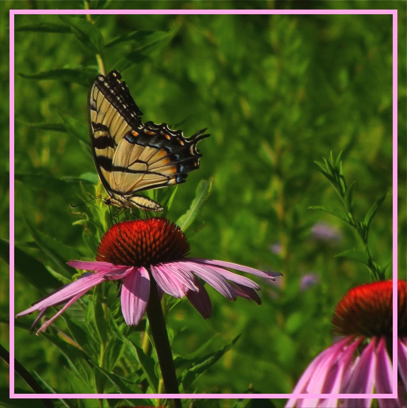 Female Eastern Tiger Swallowtail (1). Photo by Thomas Peace c. 2016 