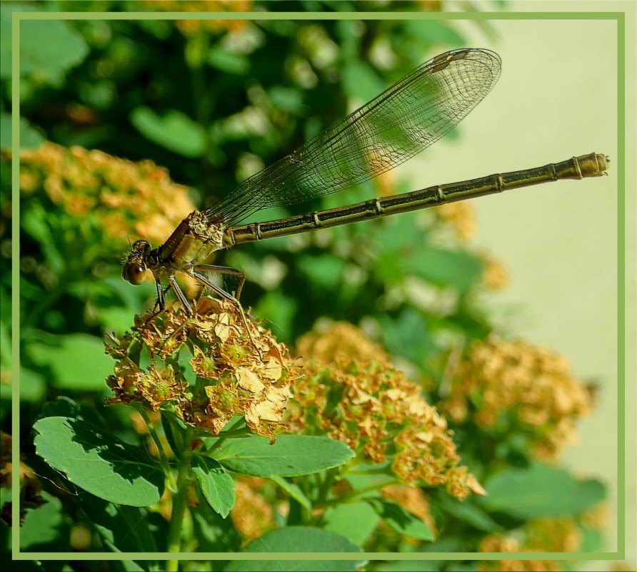 Damsel in distress (1) Photo by Thomas Peace c. 2016