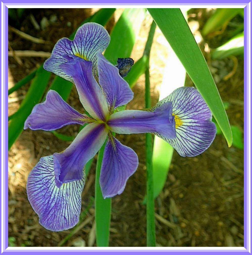 Purple Iris (1).  Photo by Thomas Peace c. 2016