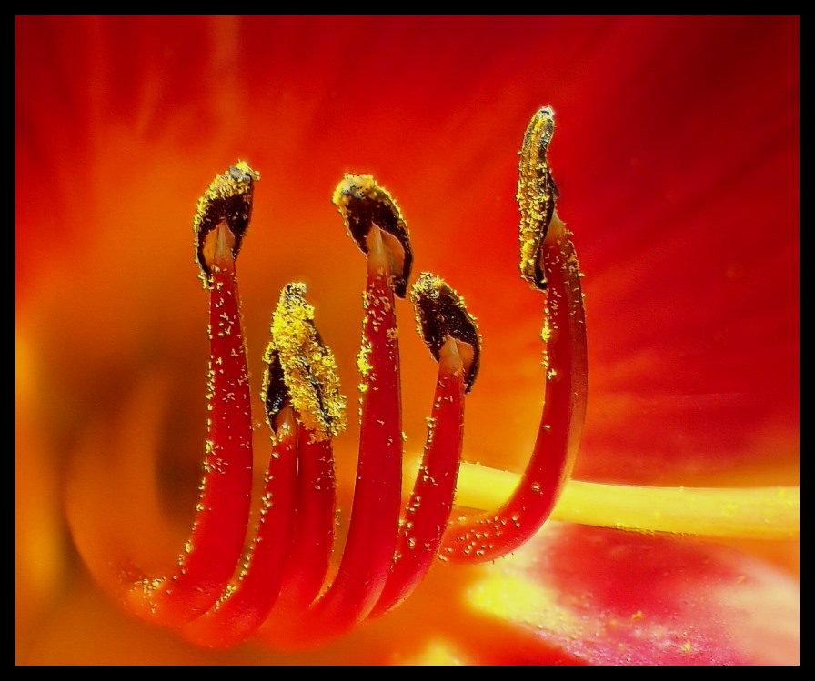 Part of the blossoming. (1) Photo by Thomas Peace c. 2016 