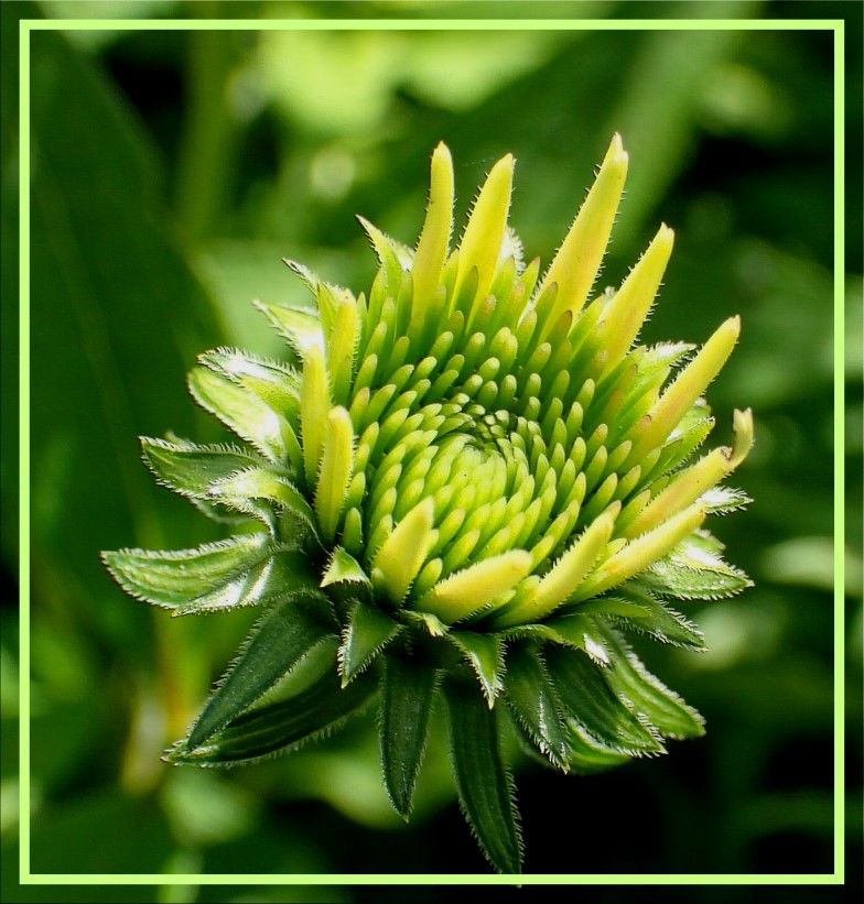 Cone Flower in the process of blossoming (1) Photo by Thomas Peace c. 2016