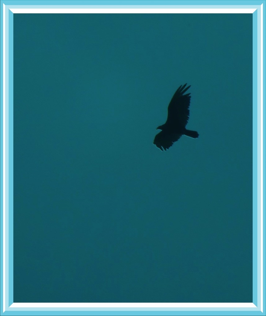 In flight (1). Photo by Thomas Peace c. 2016 