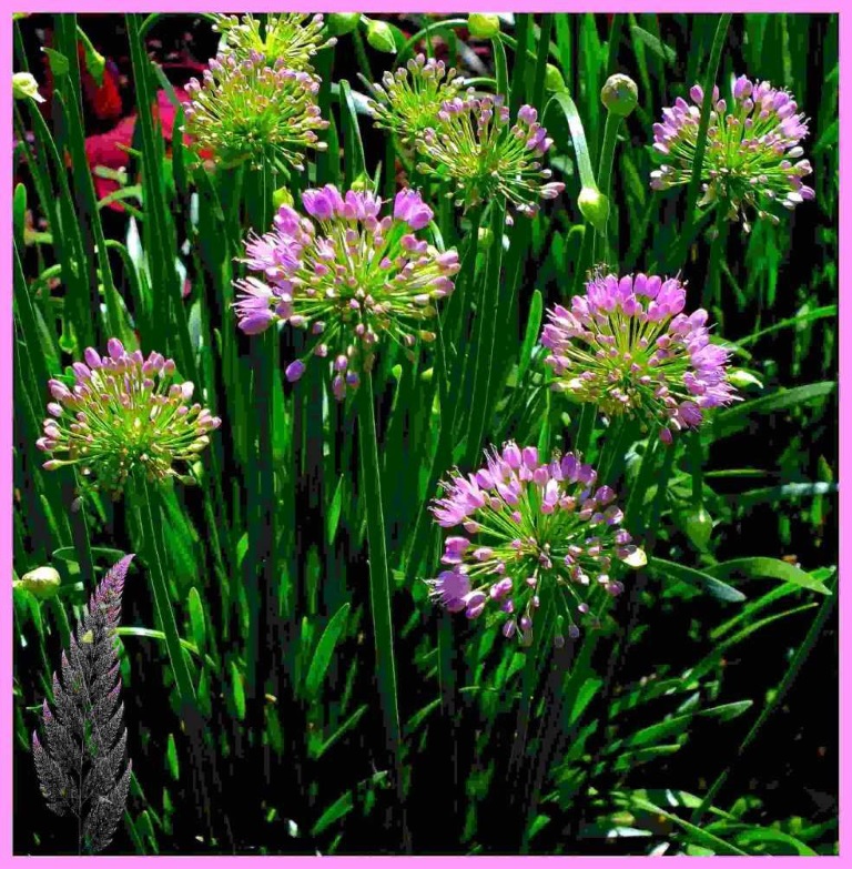 Bursting (1) Photo by Thomas Peace c. 2016