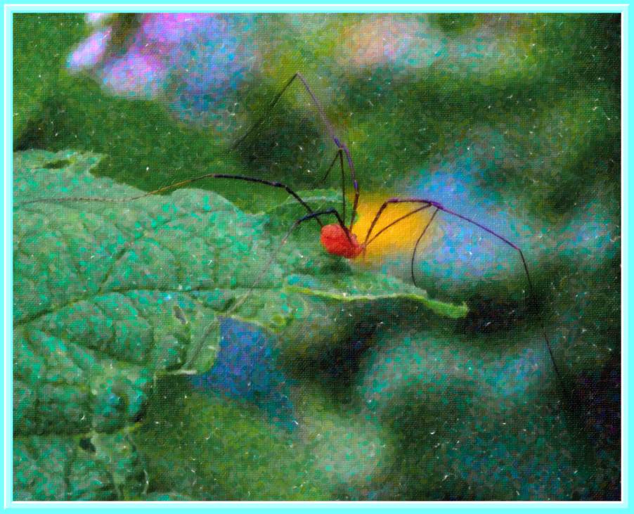 Mommy Shortlegs. (2) Photo by Thomas Peace c. 2016 