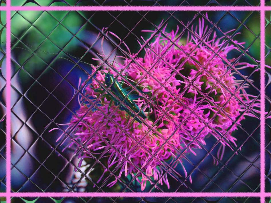 64 flower stigmas, more or less. (2) Photo by Thomas Peace c.2016 