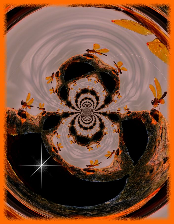 Eastern Amberwing. (2) Photo by Thomas Peace c. 2016 