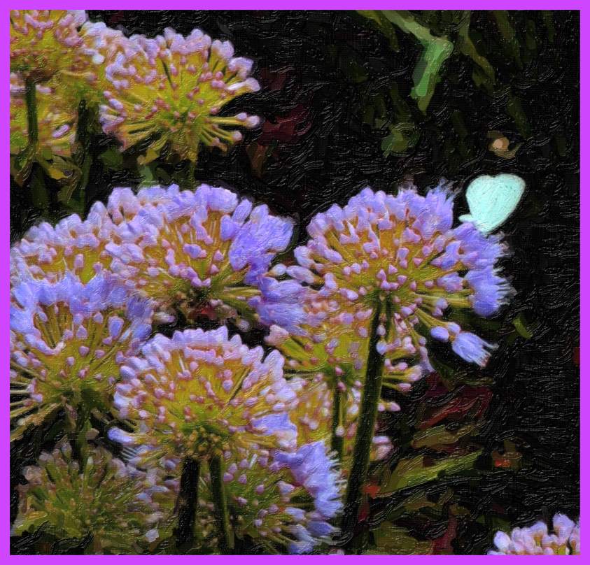  one little how. (2) Photo by Thomas Peace c. 2016