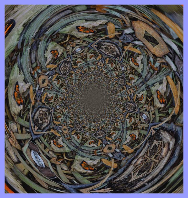  Pearl Crescent (2) Photo by Thomas Peace c. 2016 