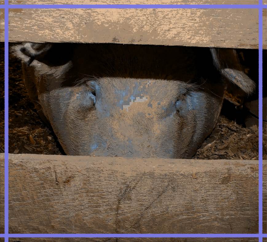 Miss Piggy (2) Photo by Thomas Peace c. 2016 