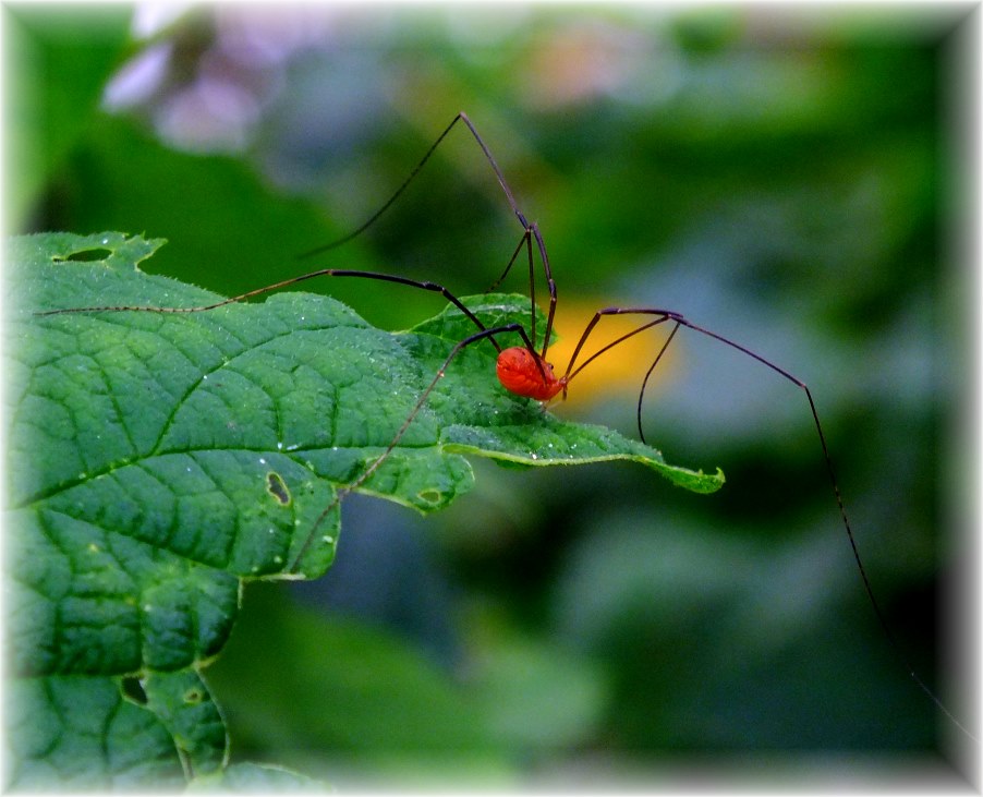Mommy Shortlegs. (1) Photo by Thomas Peace c. 2016 