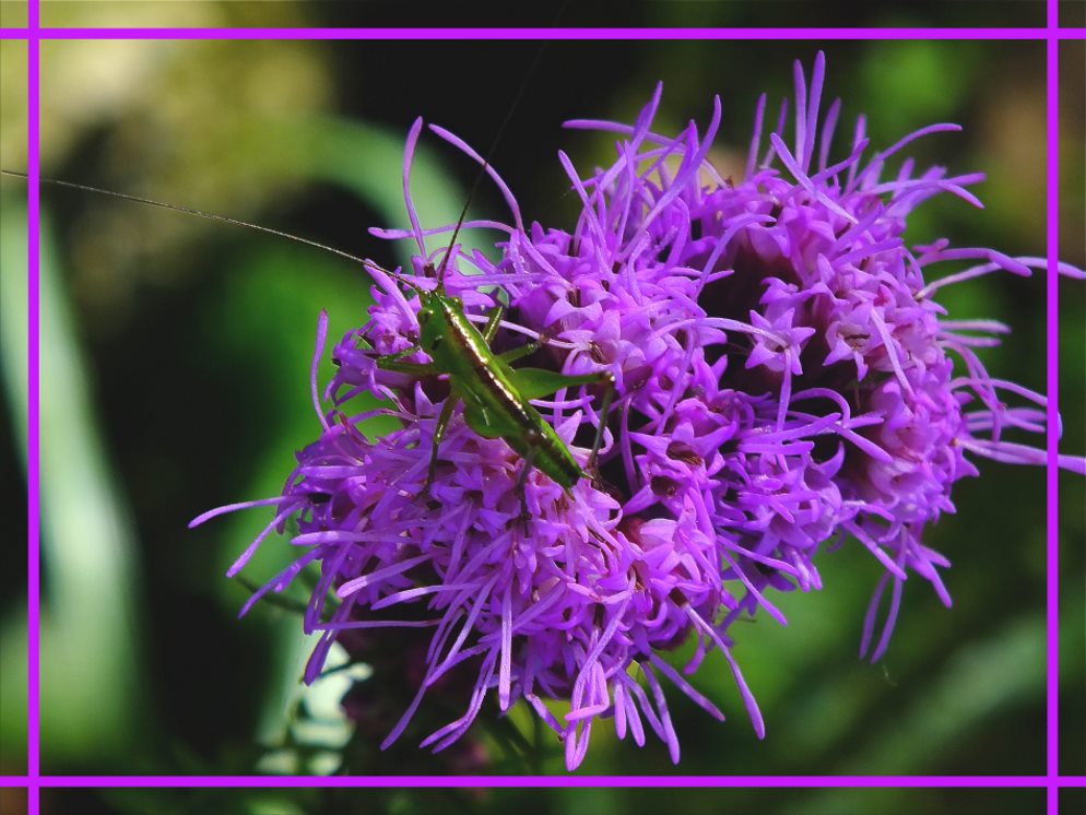 64 flower stigmas, more or less. (1) Photo by Thomas Peace c.2016 