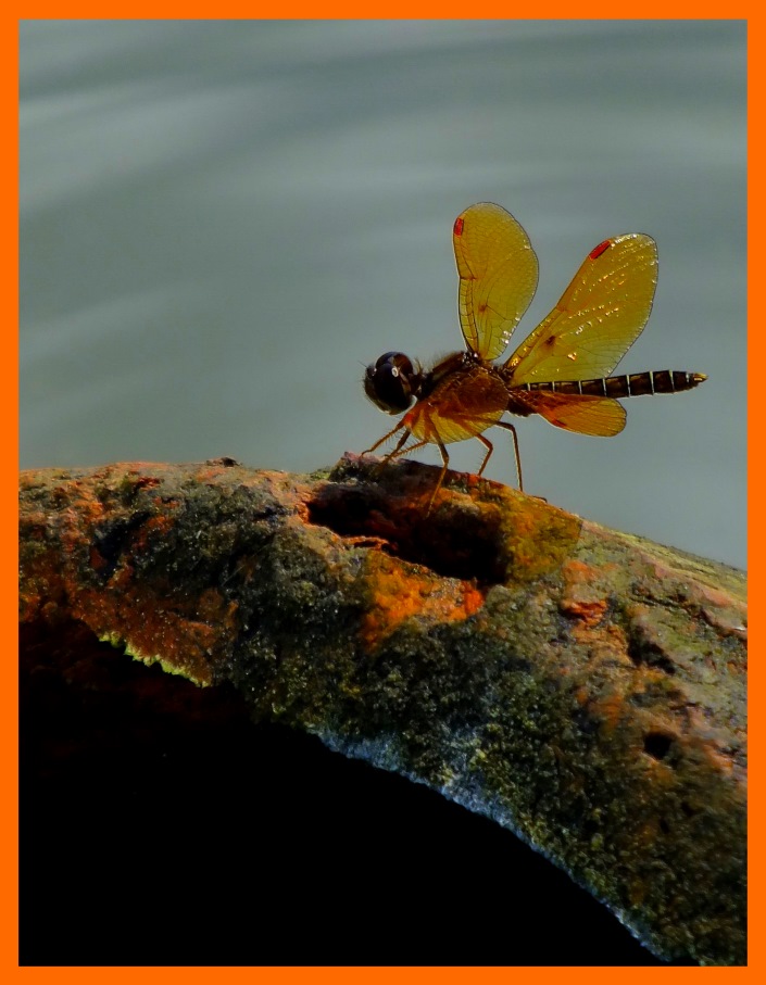 Eastern Amberwing. (1) Photo by Thomas Peace c. 2016 