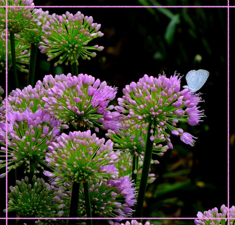 one little how. (1) Photo by Thomas Peace c. 2016