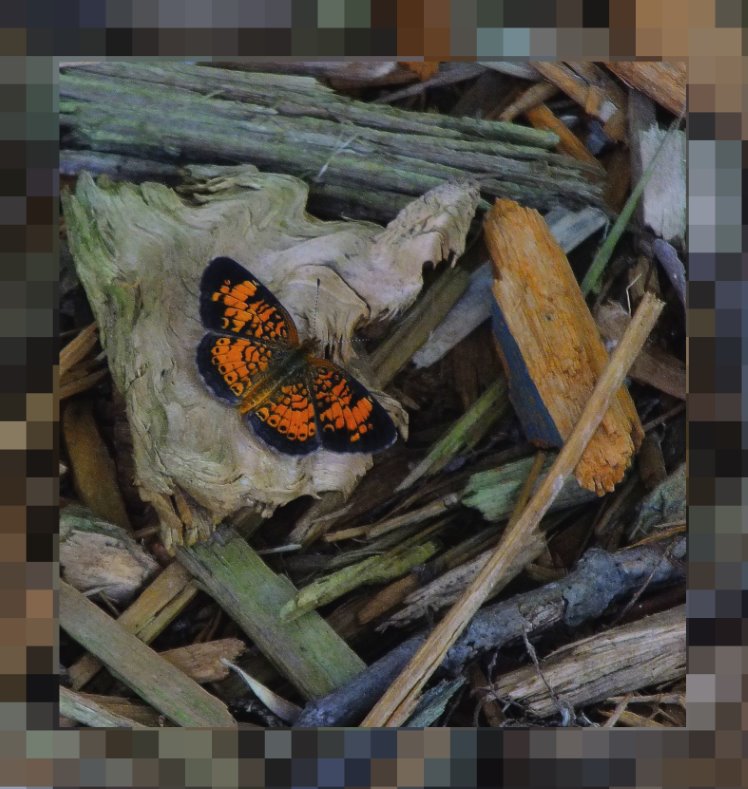 Pearl Crescent (1) Photo by Thomas Peace c. 2016