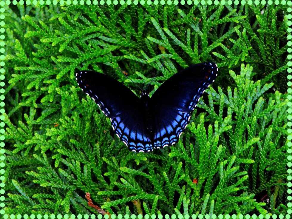 Red-Spotted Purple (1) Photo by Thomas Peace c. 2016 