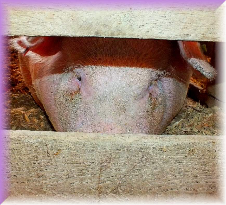 Miss Piggy (1) Photo by Thomas Peace c. 2016 