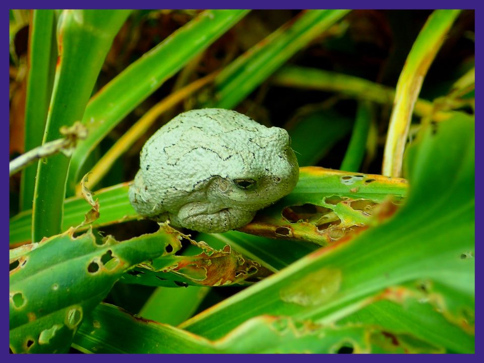 Resting in the holographic universe. (1) Photo by Thomas Peace c. 2016