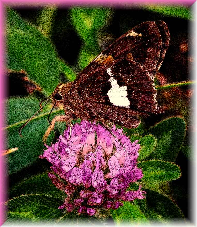 Silver-Spotted-Skipper (2) Photo by Thomas Peace c. 2016