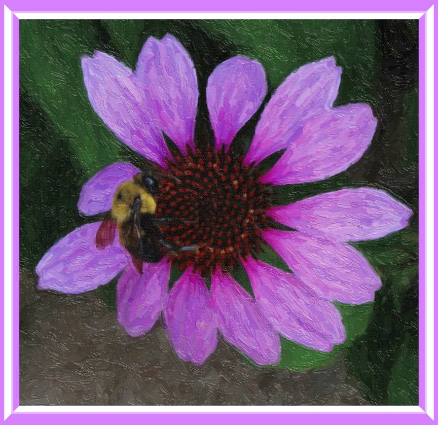 Bumble Bee on Purple Cone Flower (2) Photo by Thomas Peace c. 2016
