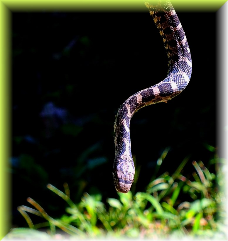Holding a Bullsnake. Photo by Thomas Peace c. 2016