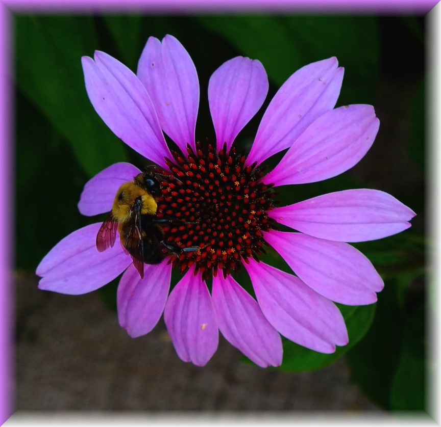Bumble Bee on Purple Cone Flower (1) Photo by Thomas Peace c. 2016