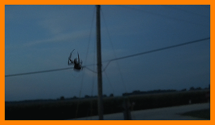 Halloween Surprise. Video by Thomas Peace c. 2016