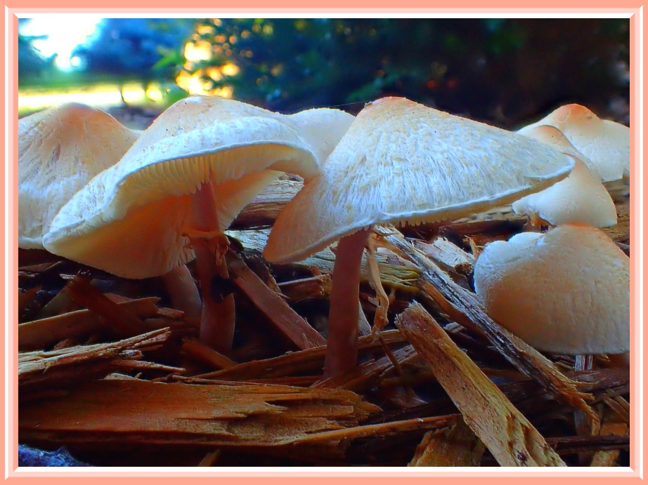 Fruiting Bodies (1) Photo by Thomas Peace c. 2016