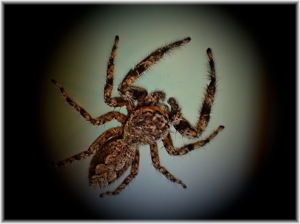 Jumping Spider (2) Photo by Thomas Peace c. 2016 