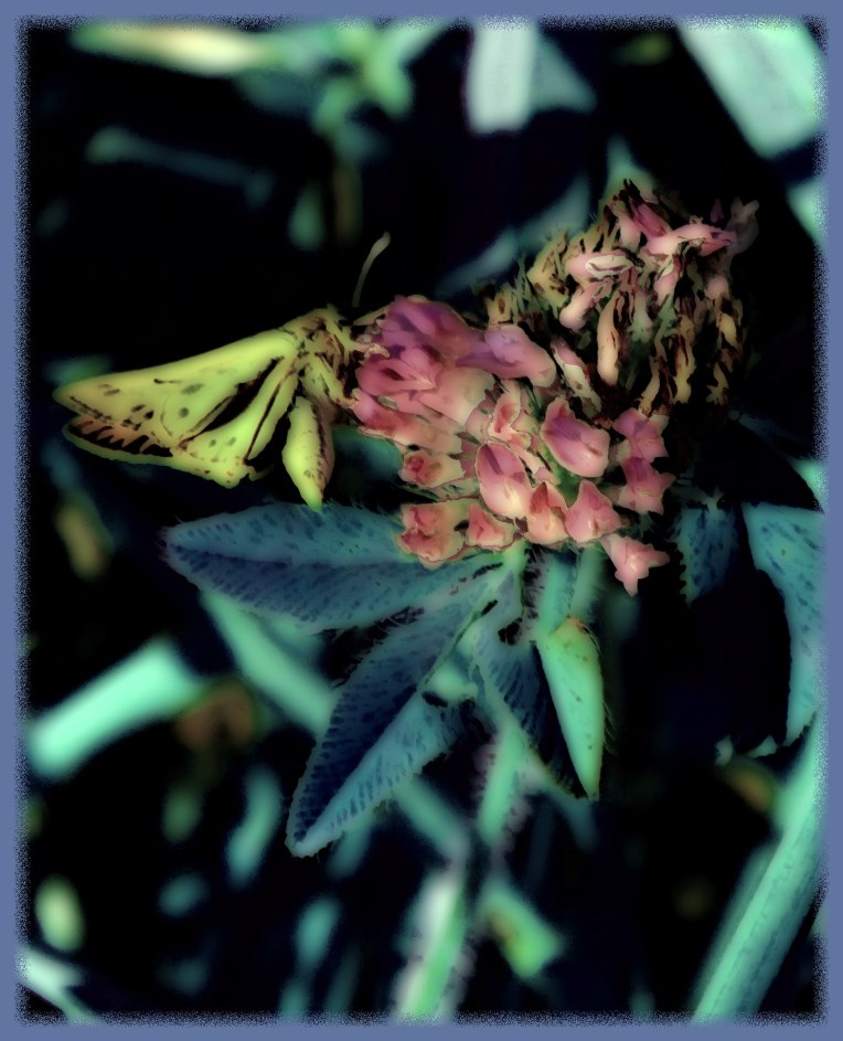 The Flower's Passage (2) Photo by Thomas Peace c. 2016