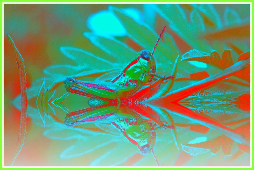 Jumping Jack Flash (2) Photo by Thomas Peace c. 2016 