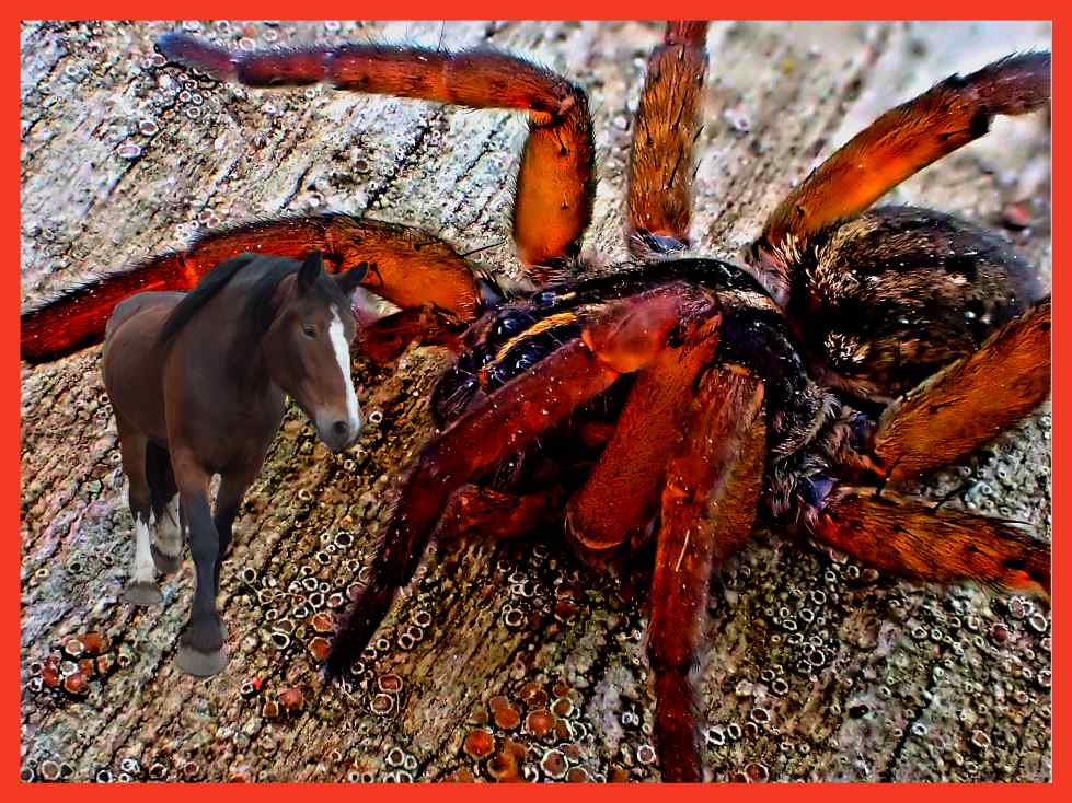 A Huge New Threat To Horses!  Photo by Thomas Peace c. 2016