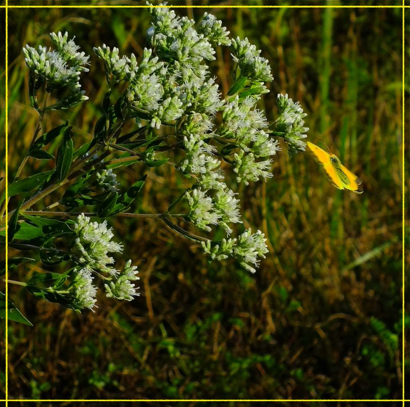 Butterfly Flight (1) Photo by Thomas Peace c. 2016